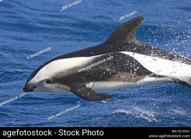 Hourglass dolphin (Lagenorhynchus cruciger), Hourglass Dolphin, Hourglass Dolphins, dolphins, marine mammals, animals, mammals, whales, toothed whales