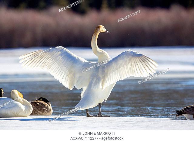 Trumpeter swan, Cygnus buccinator