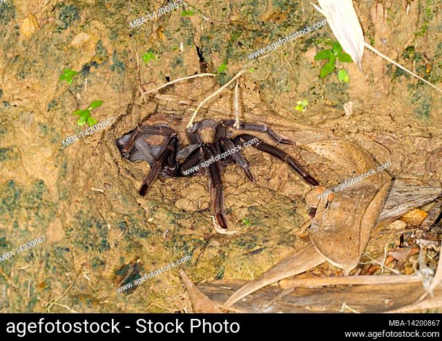 Tarantula (Ornithoctoninae sp. Borneo), Sabah, Borneo, Malaysia