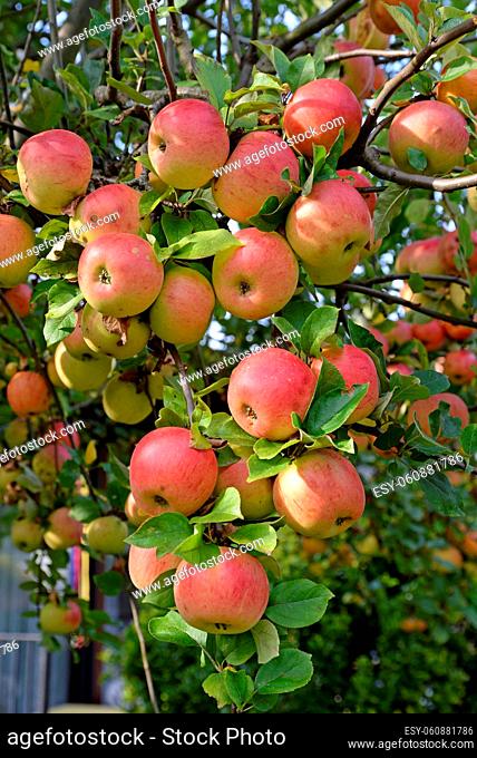 apfel, apfelbaum, baum, zweig, ast, rot, obst, frucht, landwirtschaft, essen, äpfel, lebensmittel, nahrung, nahrungsmittel, gartenbau, obstanbau