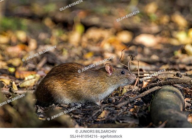 Brown Rat (Rattus norvegicus). Adult in an abandoned clay pit. Germany