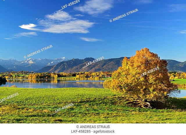 Tree in autumn colours in front of lake Riegsee and Wetterstein range with Zugspitze, lake Riegsee, Blaues Land, Bavarian foothills, Upper Bavaria, Bavaria