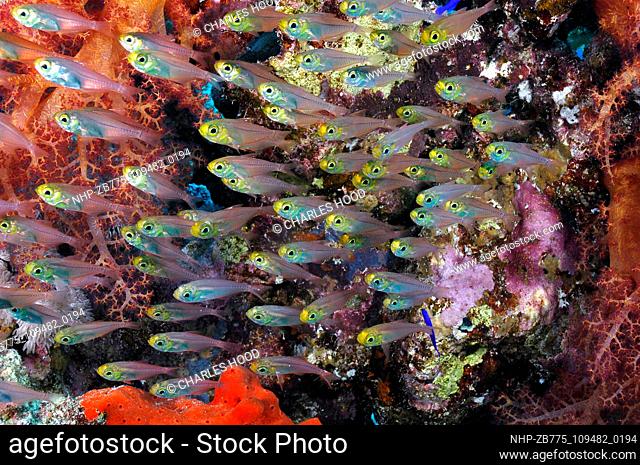 Glassfish Date: 25/09/2003  Ref: ZB775-109482-0194  COMPULSORY CREDIT: Oceans Image/Photoshot