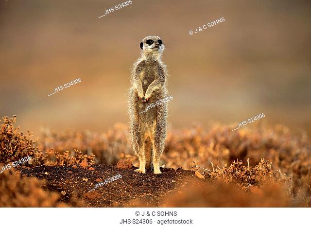 Suricate, (Suricata suricatta), Meerkat, adult alert standing upright at sunrise, on sentry, Oudtshoorn, Western Cape, South Africa, Africa