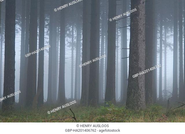 Fog in the wood - Belgium - Europe - September 2010