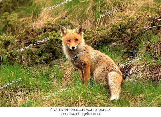 Fox (Vulpes vulpes) in the National Park Gran Paradiso. Italy