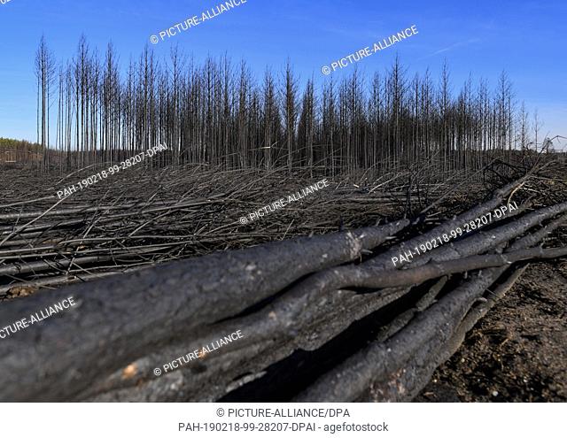 15 February 2019, Brandenburg, Treuenbrietzen: Large areas of the burnt forest near the federal highway 102 have already been cleared