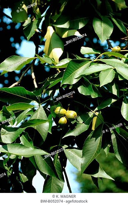 shag-bark hickory, shagbark hickory (Carya ovata), branch with fruits