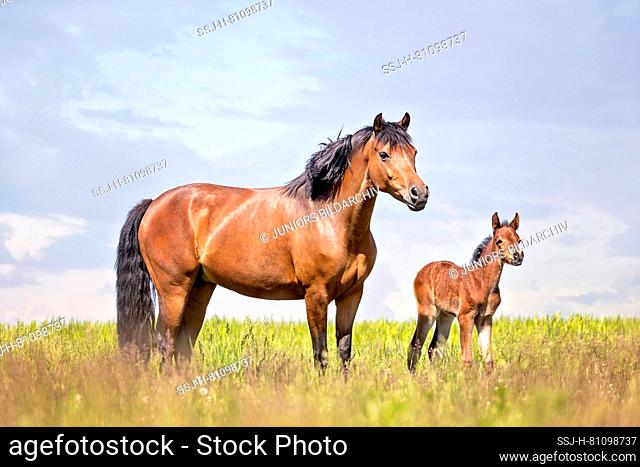 German Riding Pony. Bay mare with foal standing on a meadow. Germany
