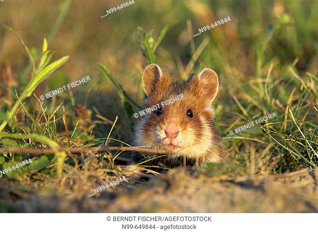 Common hamster (Cricetus cricetus), coming out of its den, dry grassland, National Park Lake of Neusiedel, Austria