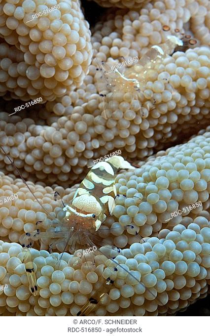 White Spot Anemone Shrimp /(Periclimenes brevicarpalis)