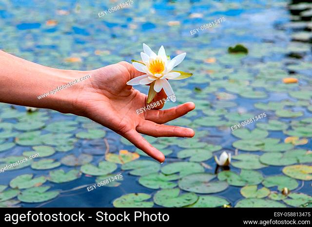 Closeup of human hand holding white waterlily against lake filled with lotus flower in Northern Quebec in Canada