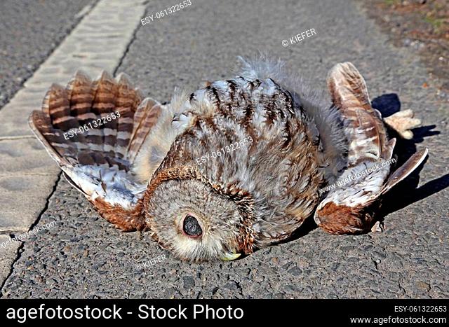 Dead tawny owl on the side of the road