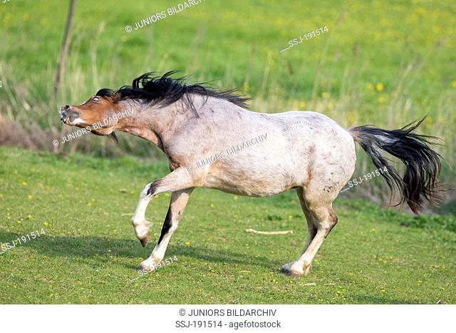 Welsh Mountain Pony. Juvenile strawberry roan showing display behaviour. Germany