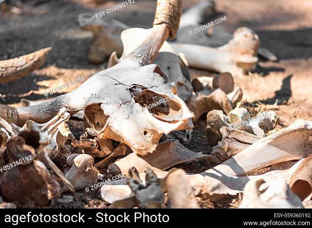 Skulls and bones Of Dead Animals In The Far West