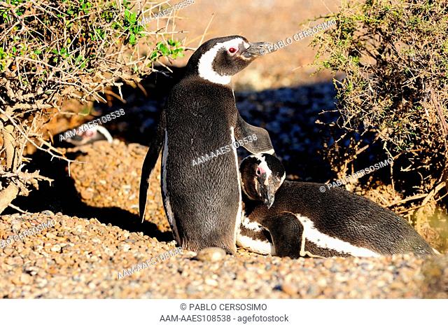 Bird, Magellanic Penguin, Sphenicus Magallanicus, male and female, Peninsula Valdes, Patagonia, Argentina, South Atlantic