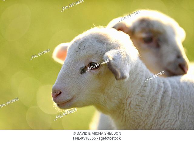 Close-up of two sheep lambs on a meadow