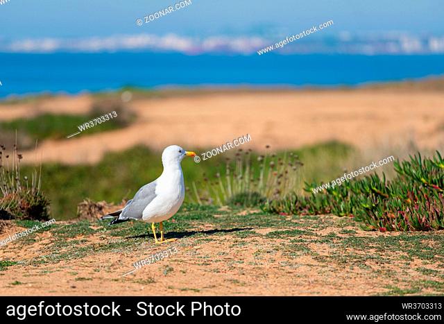 Seagull on a sunny day with a beach and blue sky foreground, in Portugal