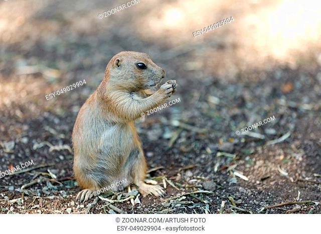 Black-tailed prairie dogs (Cynomys ludovicianus), rodent of the family Sciuridae found in the Great Plains of North America