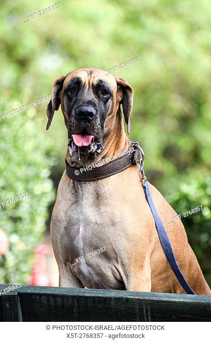 Portrait of a Great Dane at a dog show