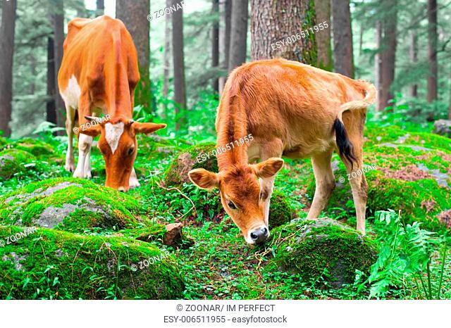 Cow and little calf at grassy meadow in forest