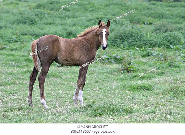 French saddle horse : foal Picardy, Oise, France. Bread : French saddlebred. Horse Equus caballus  Equine  Mammal