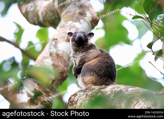 A Lumholtz's tree-kangaroo (Dendrolagus lumholtzi) cub in a tree Queensland, Australia