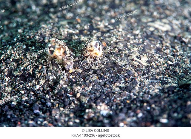 Largescale flounder Engyprosopon grandisquama, Sulawesi, Indonesia, Southeast Asia, Asia