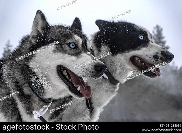 Portrait of a couple of huskies in a snowy background