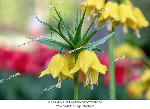 Fritillaria imperialis, commonly known as crown imperial, is a bulb native to mountainous regions in Turkey, western Iran and eastwards to Kashmir