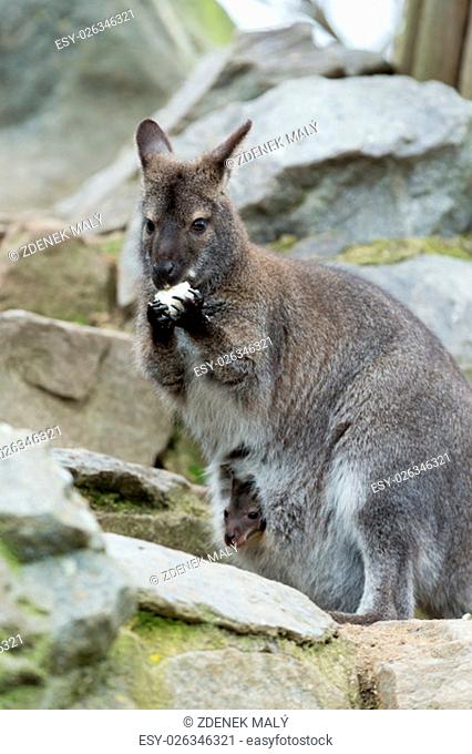 Closeup of a Red-necked Wallaby kangaroo (Macropus rufogriseus) Female with hidden baby in bag