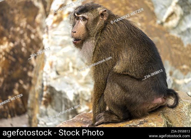 Arnhem, Gelderland, The Netherlands: monkey sitting on a rock in Burgers' Zoo