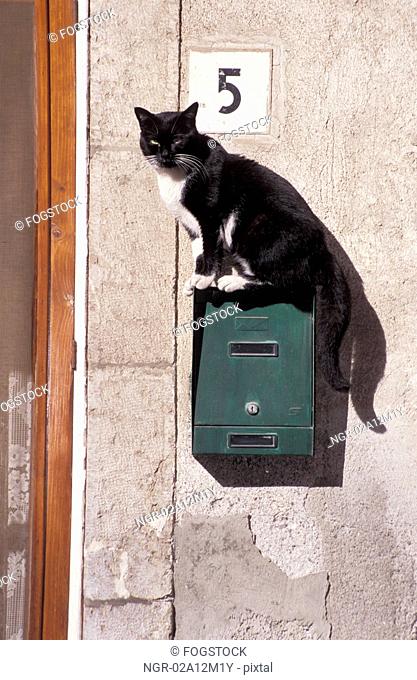 Cat on Mailbox