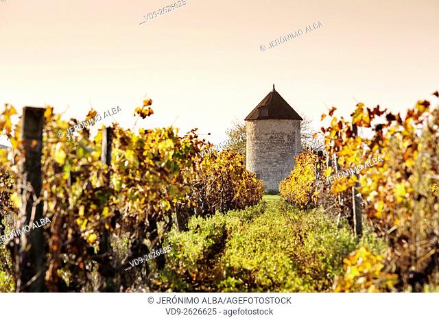 Vineyards of Cognac grapes, Charentes France