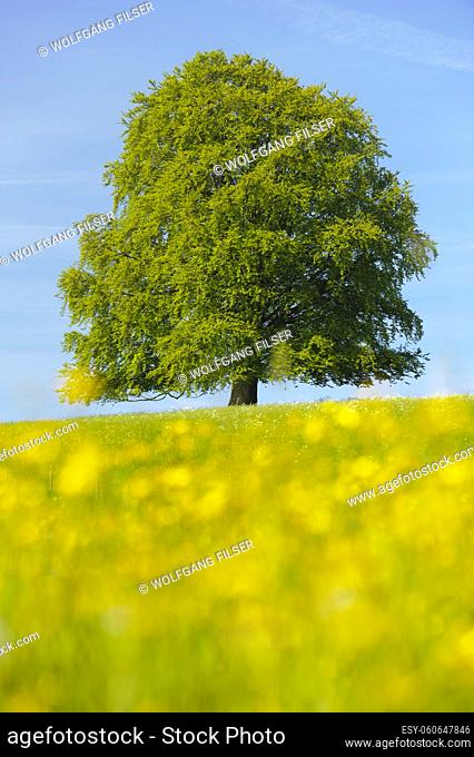 single big beech tree in meadow
