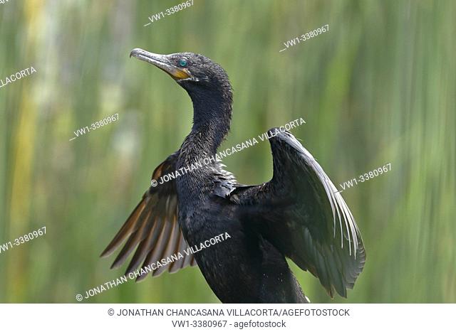 Neotropic cormorant (Nannopterum brasilianus), specimen detail flapping its wings in its natural habitat. lima - Perú