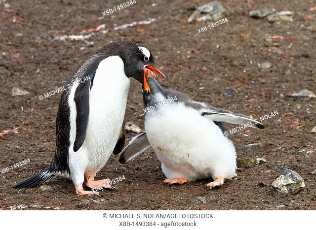 Gentoo penguin Pygoscelis papua adult feeding chick at Hannah Point on Livingston Island, Antarctica, Southern Ocean  MORE INFO The gentoo penguin is the third...