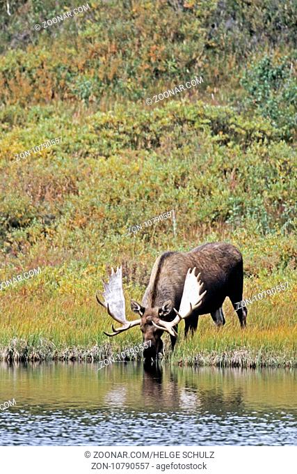 Elch, am Ende des Winters werfen die Maennchen ihre Geweihe ab - (Alaska-Elch - Foto Elchbulle an einem Tundrasee) / Moose