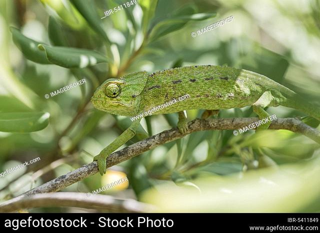 Mediterranean chameleon (Chamaeleo chamaeleon), Cadiz, Andalusia, Spain, Europe