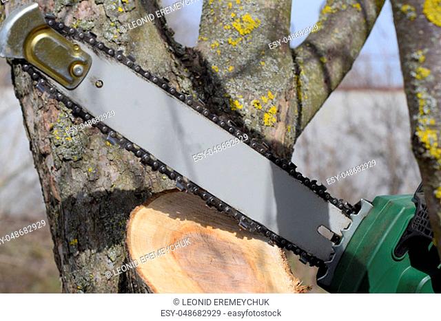 sawn electric sawing tree. The stump of saw cut branches