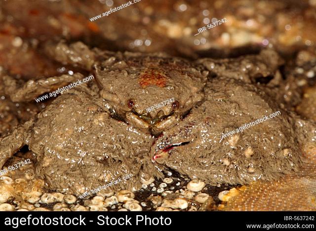 Broad-clawed Porcelain Crab (Porcellana platycheles) adult, Kimmeridge Bay, Isle of Purbeck, Dorset, England, United Kingdom, Europe