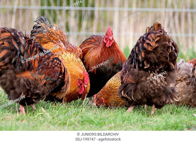 Domestic Chicken, Orpington (Gallus gallus domesticus). Cocks picking in a chicken run. Germany