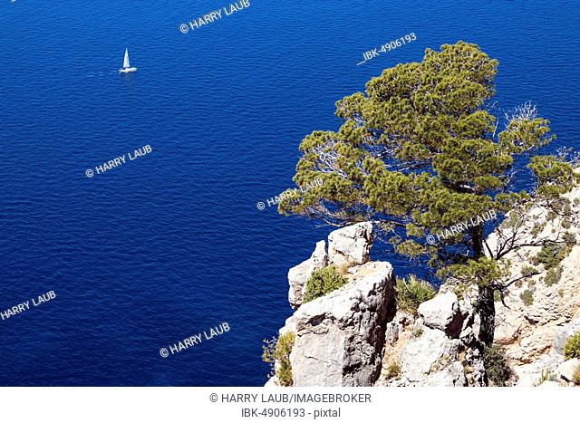 Aleppo Pine (Pinus halepensis) grows on a rock in front of blue sea, behind a sailboat, near Sant Elm, Majorca, Balearic Islands, Spain