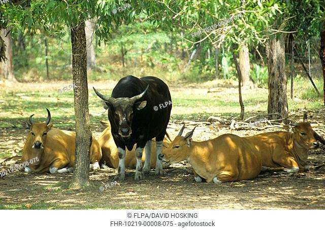 Bali Cattle Bos javanicus Male with female