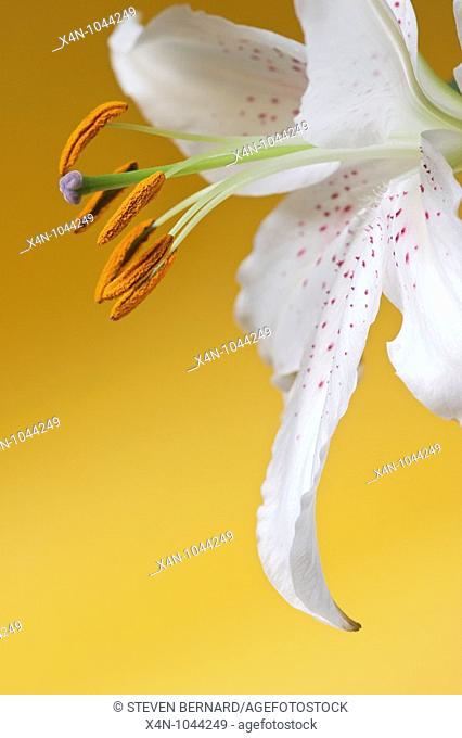 Casa Blanca Lily against yellow background