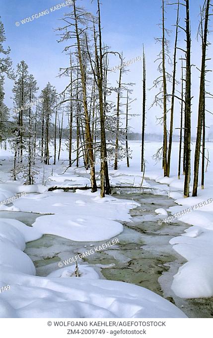 USA, WYOMING, YELLOWSTONE NATIONAL PARK, FOUNTAIN PAINT POT AREA, TREES AND CREEK, WINTER SCENE