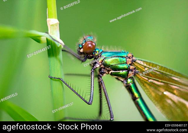 Portrait of a green demoiselle, dragonfly on a blade of grass