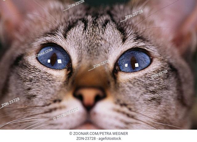 Orientalisch Kurzhaarkatze, Augen / Oriental Shorthair Cat, eyes