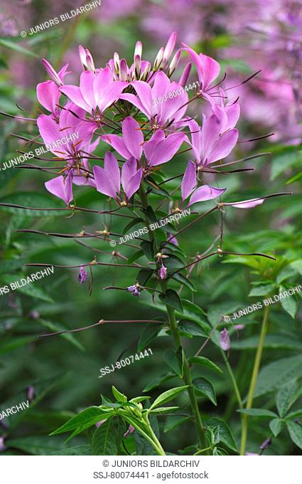 DEU, 2008: Spider Plant (Cleome spinosa), flower