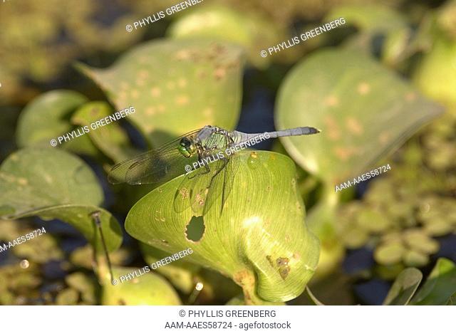 Blue Dasher (Pachydiplax longipennis) Lake Martin, LA  2007  Digital Capture